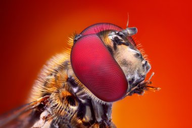 Detailed Hoverfly head