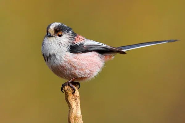 Długo tailed tit ptak — Zdjęcie stockowe