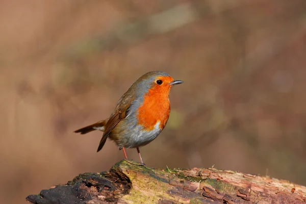 Robin bird on branch — Stockfoto