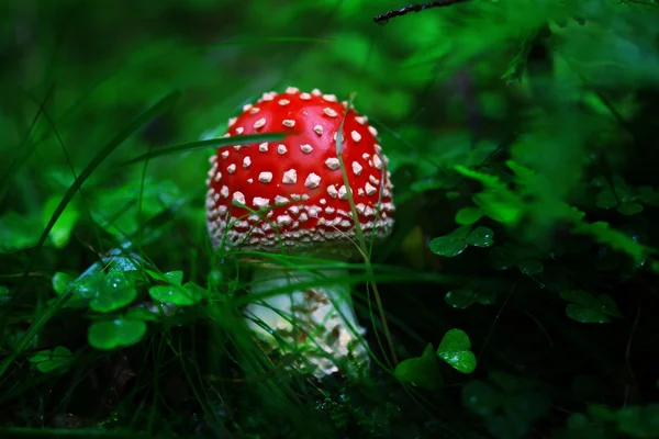Toadstool in the dark forest — Stock Photo, Image