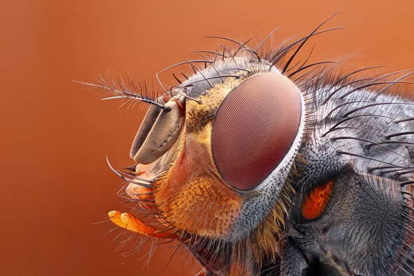 Detaillierter Fliegenkopf — Stockfoto