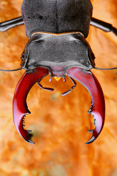 Stag beetle (Lucanus cervus)