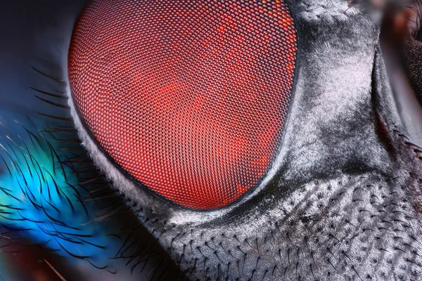 Fly compound eye surface — Stock Photo, Image