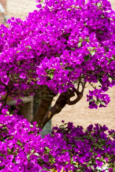 Blossom of chinese flowers — Stock Photo, Image