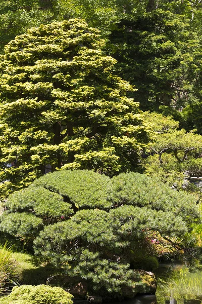 Hermosa Composición Árboles Arbustos Parque Ciudad — Foto de Stock