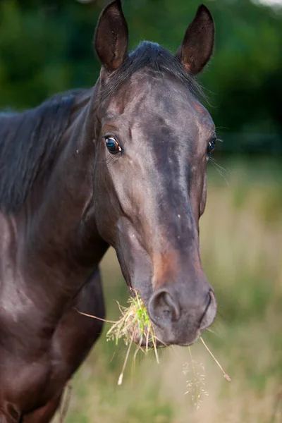 Young Black Horse Looks Camera Eats Grass Sunny Day —  Fotos de Stock