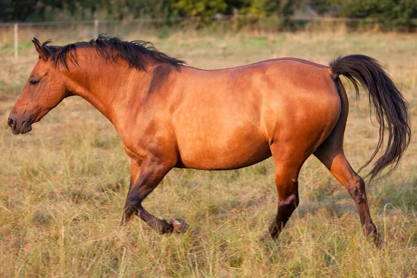 Junges Pferd Galoppiert Auf Der Weide Beleuchtet Von Der Sonne — Stockfoto