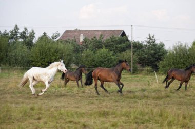 Bir grup genç at otlakta dörtnala koşuyor. Güneşin altında, yan gözle.