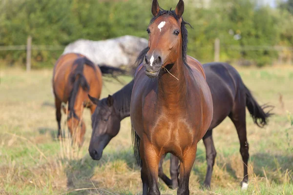 Genç at otlakta duruyor, güneşin altında, çimenleri yiyor.