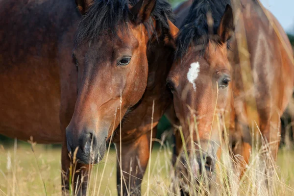 Dois Cavalos Pasto Iluminação Sol Comendo Grama — Fotografia de Stock