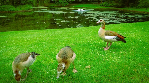 Şehir Parkındaki Yeşil Çimen Göleti Kıyısında Birkaç Ördek — Stok fotoğraf