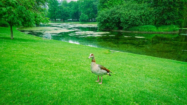 Pato Orilla Verde Del Estanque Hierba Parque Ciudad — Foto de Stock