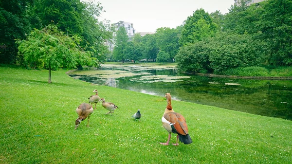 城市公园绿草池塘海岸上的几只鸭子 — 图库照片