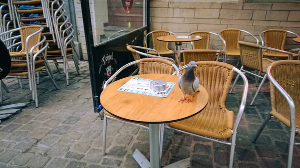 Brussels Belgium May 2018 Absence Tourists Pigeon Walks Table Street — Stock Photo, Image