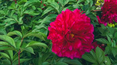 Bahçedeki çiçek tarhında kırmızı şakayık çiçekleri yemyeşil.