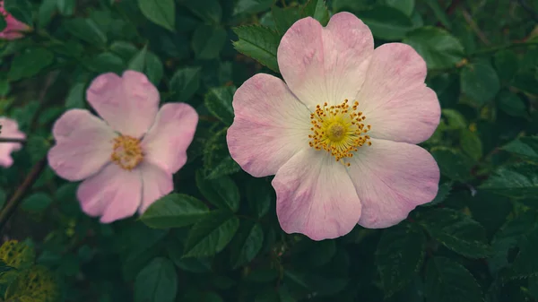 Flowering Bush Hibiscus Mutabilis Also Known Confederate Rose Dixie Rosemallow — Stock Photo, Image