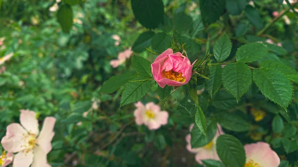 1 Cotton Rosemallow Stock Photos Free Royalty Free Cotton Rosemallow Images Depositphotos 1 Cotton Rosemallow Stock Photos Free Royalty Free Cotton Rosemallow Images Depositphotos