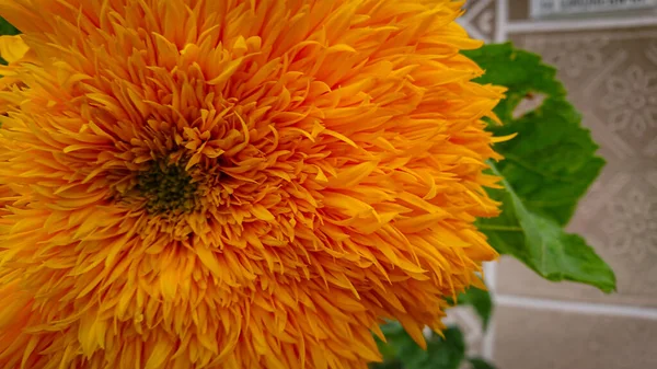 Flor Naranja Brillante Girasol Ornamental Fotografiado Cerca Foco Selectivo —  Fotos de Stock