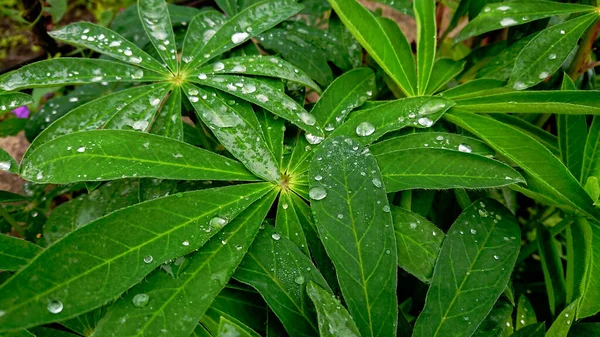 Air Tetes Setelah Hujan Pada Daun Lupin Juga Dikenal Sebagai — Stok Foto