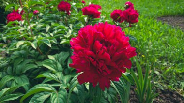 Bahçedeki çiçek tarhında kırmızı şakayık çiçekleri yemyeşil.