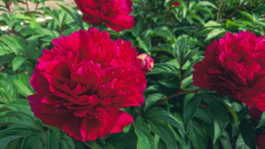 Bahçedeki çiçek tarhında kırmızı şakayık çiçekleri yemyeşil.