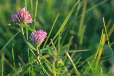 Güneşin ışınları yeşil çimlerin arasından kırılıyor
