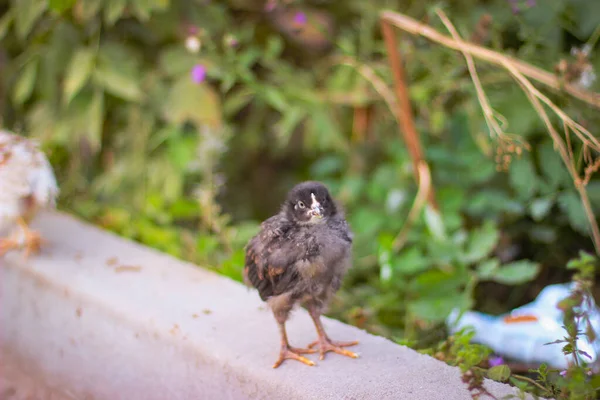 Los Pollos Corren Cerca Piedra — Foto de Stock