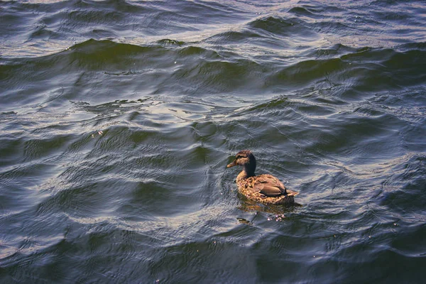 Satu Bebek Liar Matahari Mengambang Air Gelap Danau — Stok Foto