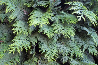 Cupressaceae 'deki kozalaklı ağaçların arka planı (selvi ailesi)
