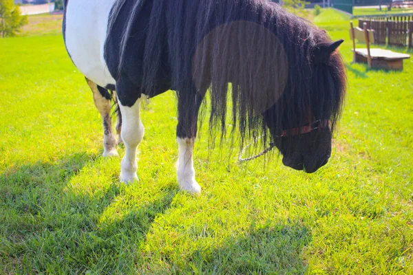 Pony Blanco Negro Roza Prado Cerca Casas — Foto de Stock