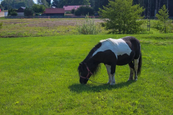 Poney Noir Blanc Broute Dans Une Prairie Près Des Maisons — Photo