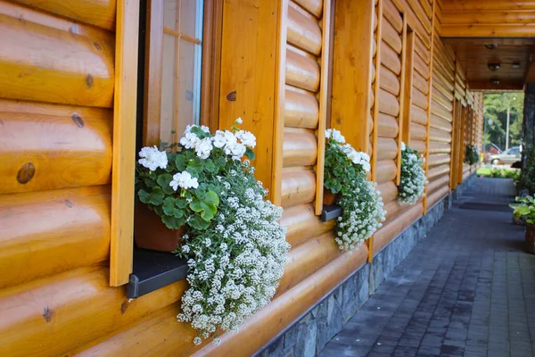 Wooden House Row Windows Flowers Windowsill — Stock Photo, Image