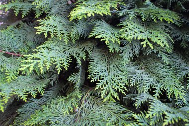 Cupressaceae 'deki kozalaklı ağaçların arka planı (selvi ailesi)