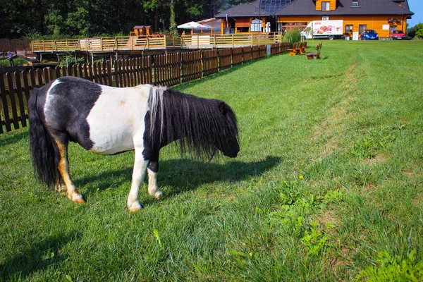 Poney Noir Blanc Broute Dans Une Prairie Près Des Maisons — Photo