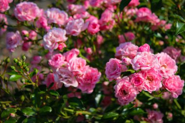 Güzel bahçe çalı pembe güller