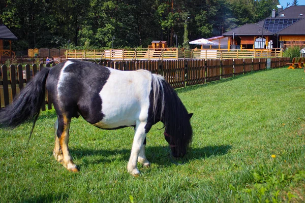 Poney Noir Blanc Broute Dans Une Prairie Près Des Maisons — Photo