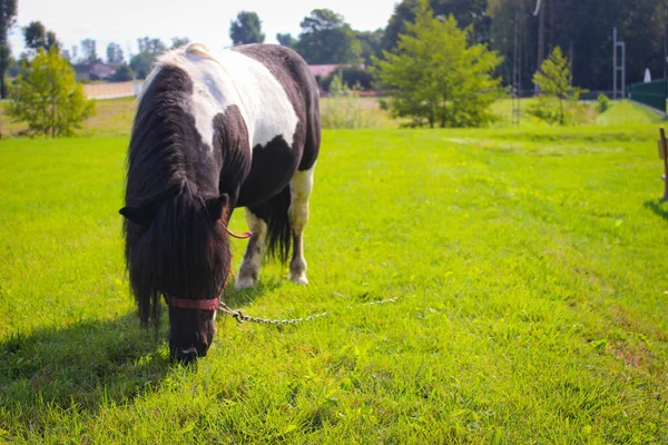 Poney Noir Blanc Broute Dans Une Prairie Près Des Maisons — Photo