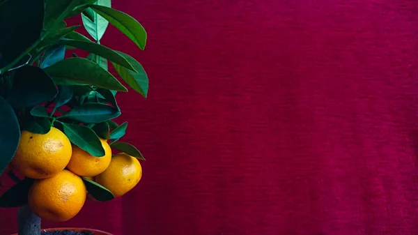 Mandarinen Auf Einem Zimmerbaum Auf Rotem Hintergrund lizenzfreie Stockfotos