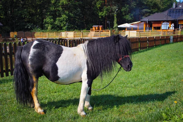 Poney Noir Blanc Broute Dans Une Prairie Près Des Maisons — Photo