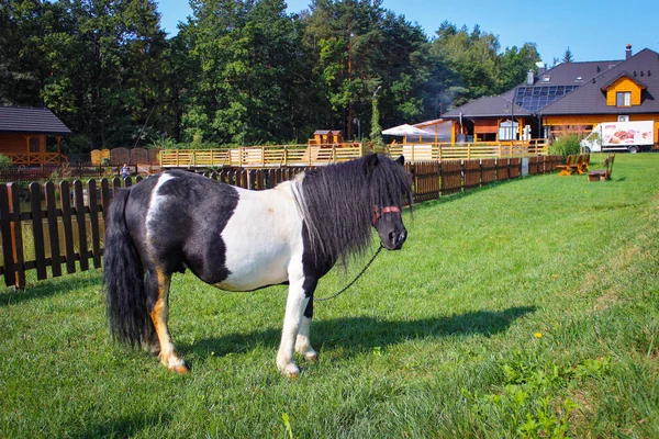 Poney Noir Blanc Broute Dans Une Prairie Près Des Maisons — Photo