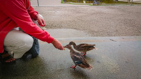 Hombre Que Alimenta Con Mano Patos Salvajes Pie Piso Piedra — Foto de Stock