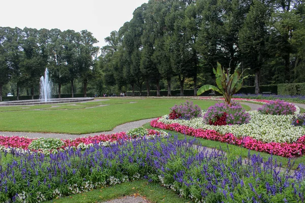 Många Buskar Salvia Farinacea Även Känd Som Måltiden Cup Salvia — Stockfoto