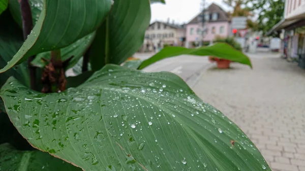 Hojas Con Grandes Gotas Enfoque Selectivo Casas Calle Son Visibles — Foto de Stock