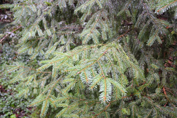 Spruce Branches Rain Drops Water Still Dripping Branches — Stock Photo, Image