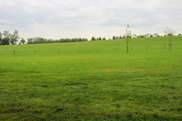 Schöne Grüne Landschaft Mit Bäumen Und Gras Und Grauem Himmel — Stockfoto