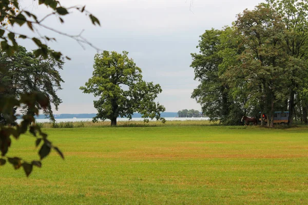 Schöne Grüne Landschaft Mit Bäumen Und Gras Und Grauem Himmel — Stockfoto