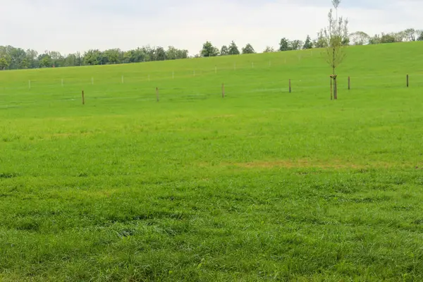 Schöne Grüne Landschaft Mit Bäumen Und Gras Und Grauem Himmel — Stockfoto