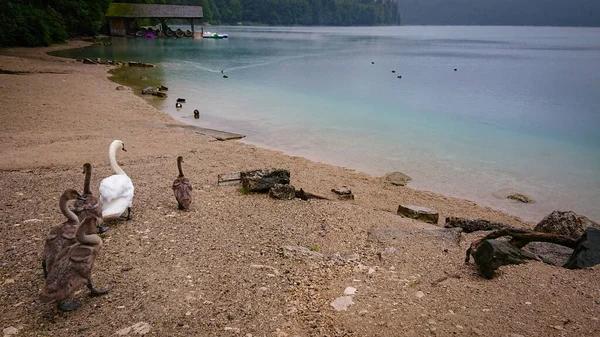 Father Swan Leads His Young Swan Chicks Mountain Lake Swim — Stock Photo, Image