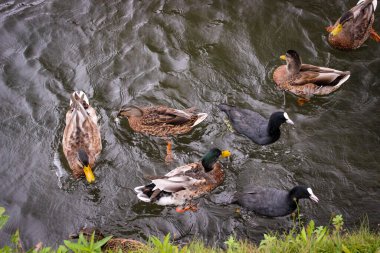 Bazı vahşi ördekler ve ördekler yiyecek bulmak için hızla göletin sularında yüzerler.