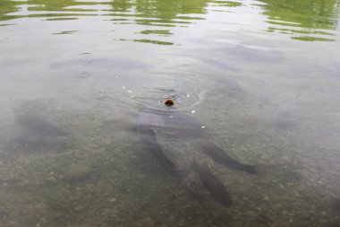 Suyun şeffaf yüzeyinde, suyun altında yüzen birkaç büyük ayna sazan balığının siluetleri görülebilir..